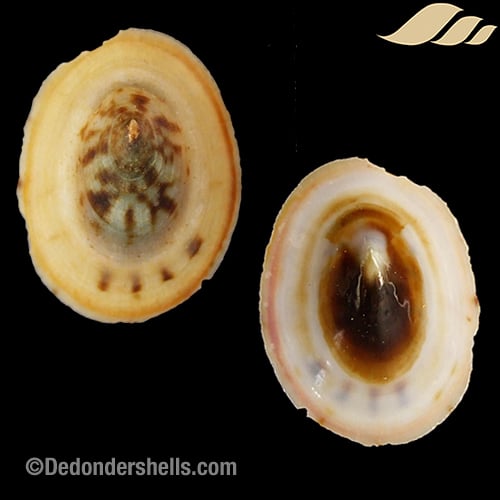 Testudinalia testudinalis 2