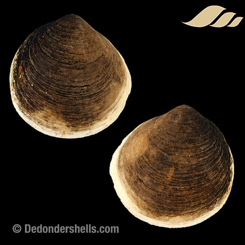 Glycymeris glycymeris 3