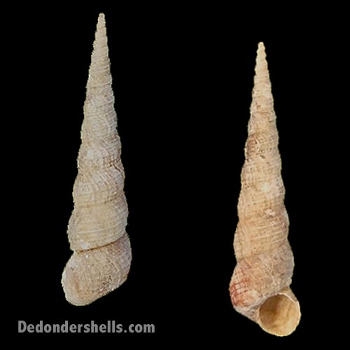 Turritella communis 2