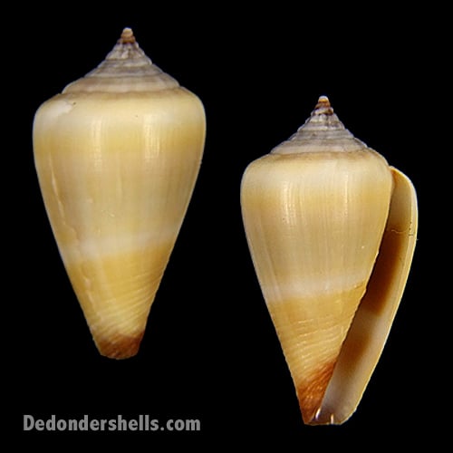 Conus fuscoflavus 1