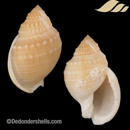 Echinophoria bituberculosa 1