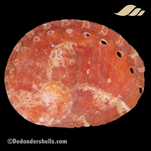 Haliotis patamakanthini 12