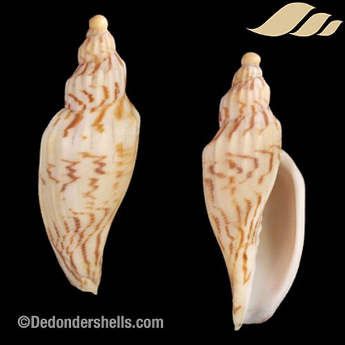 Fulgoraria hamillei 4