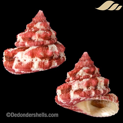 Trochus ferreirae 18