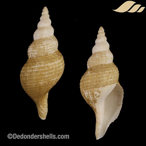 Troschelia berniciensis 3