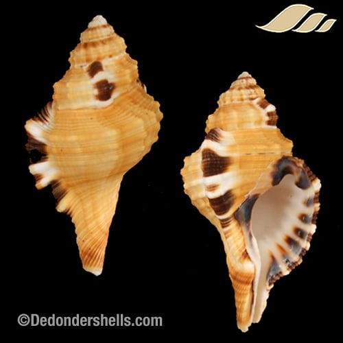 Lotoria grandimaculata 1