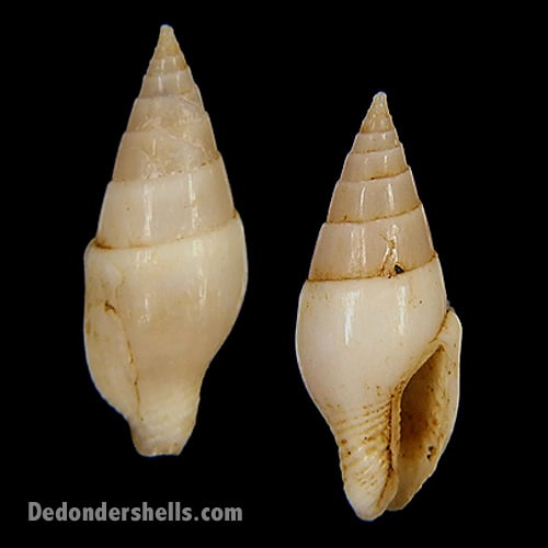 Mitrella vosvictori 3