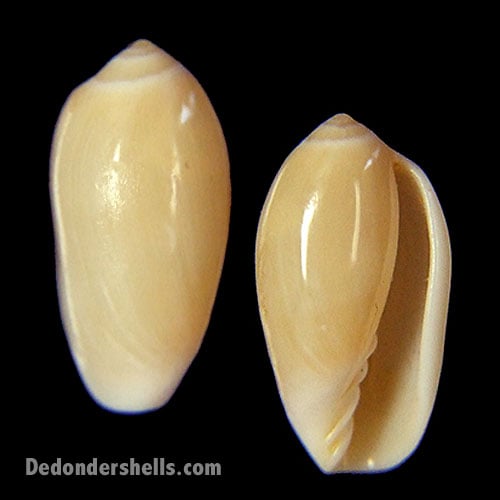 Marginella capensis 1
