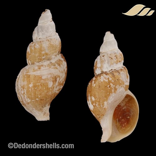 Plicifusus aurantius 1