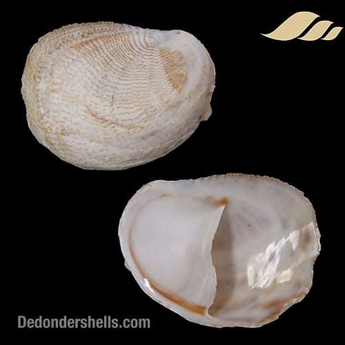 Crepidula fornicata 1