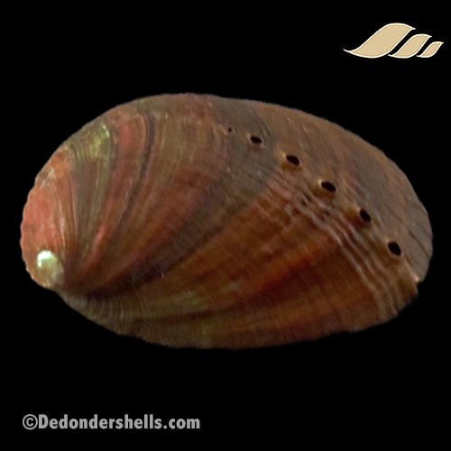 Haliotis diversicolor 10