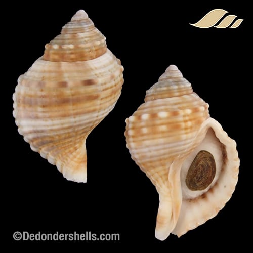 Linatella caudata 4