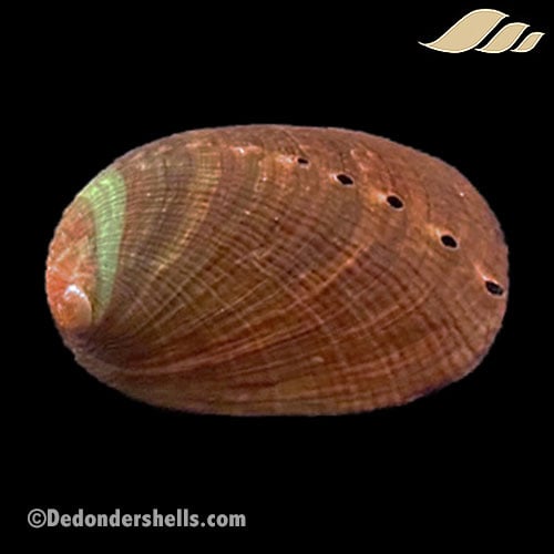 Haliotis diversicolor 1