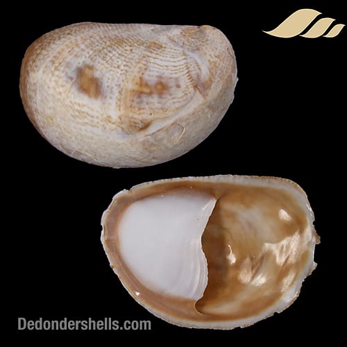 Crepidula fornicata 5