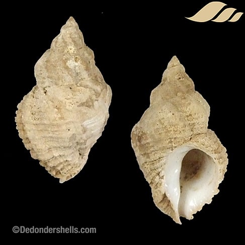 Coralliophila abberans 3