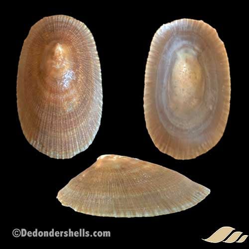 Cymbula compressa 18