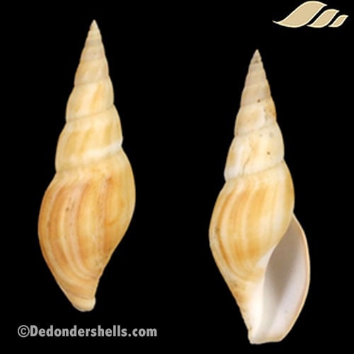 Typhlosyrinx supracostata 1