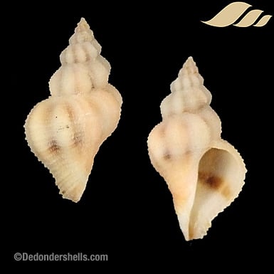 Coralliophila rubrococcinea 2