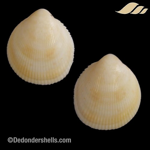 Acrosterigma simplex 1