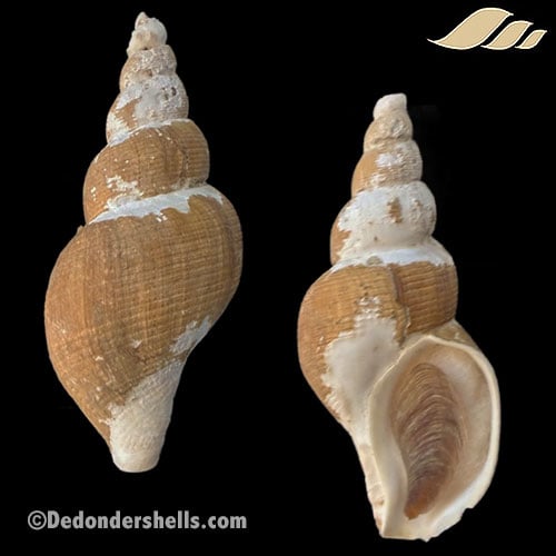 Neoberingius frielei 2