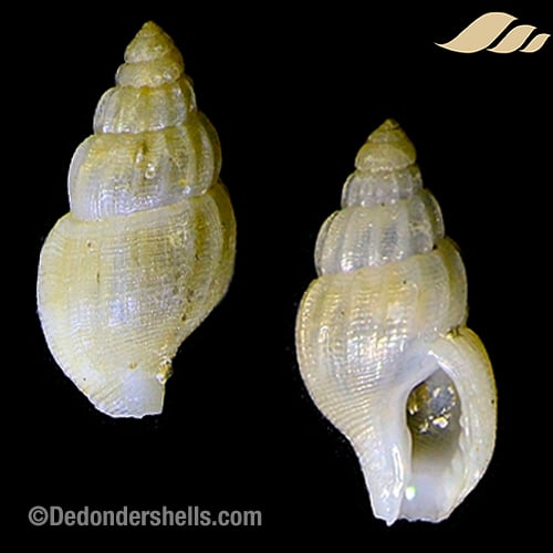 Amphissa acutecostata 3