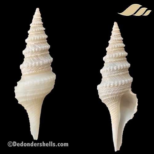 Gemmula gilchristi 2