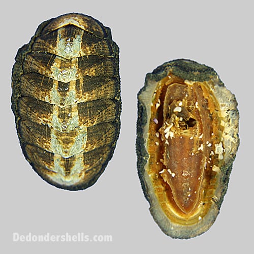 Chiton granosus 6