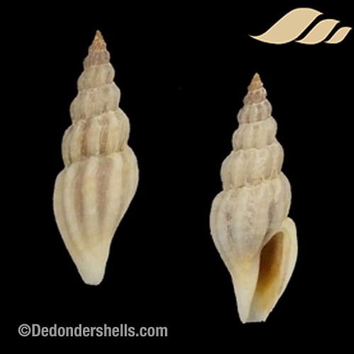 Mangelia costulata 10