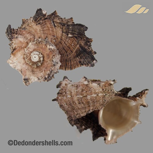 Angaria delphinus 10