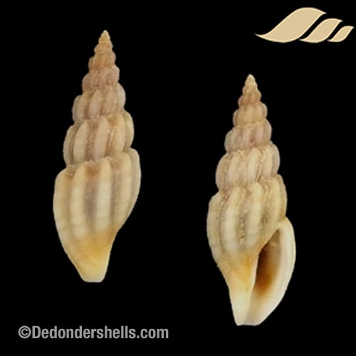 Mangelia costulata 13