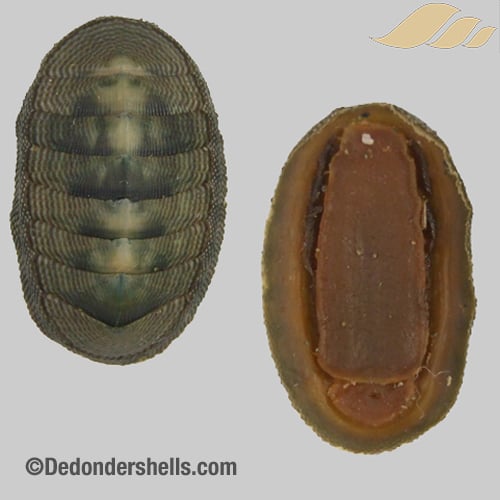 Chiton cumingii 5