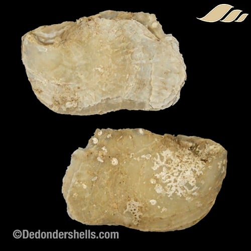 Isognomon dunkeri 13