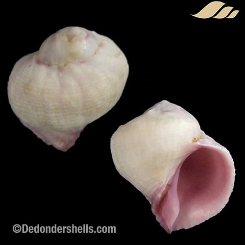 Coralliophila violacea 7