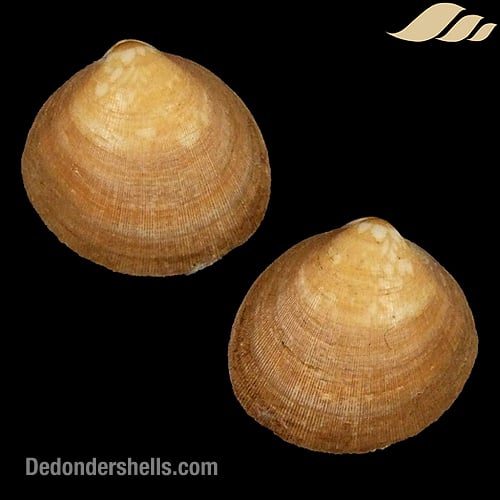 Glycymeris modesta 1