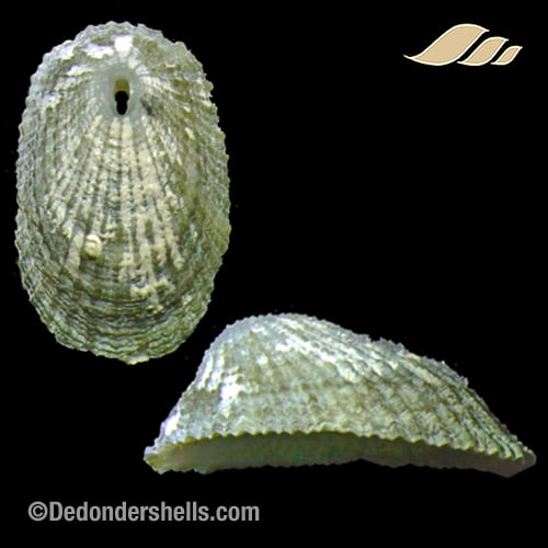 Diodora philippiana 3