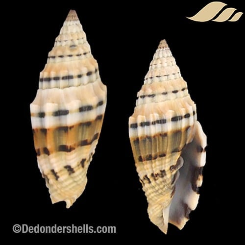 Vexillum plicarium 6