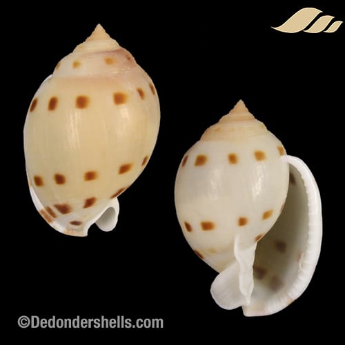 Semicassis bisulcata 1
