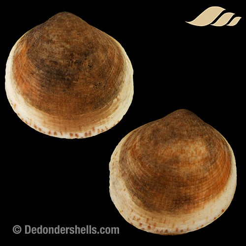 Glycymeris glycymeris 7