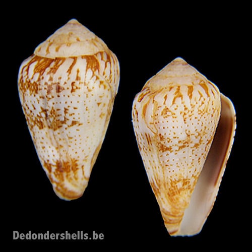 イモガイ貝殻 Darioconus Auricomus イモガイ貝殻 Darioconus Aulicus Propenudus