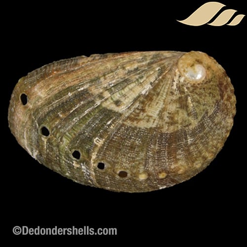 Haliotis mykonosensis 2