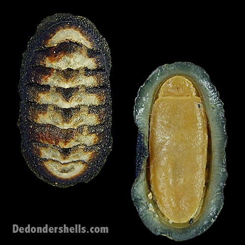 Chiton granosus 5