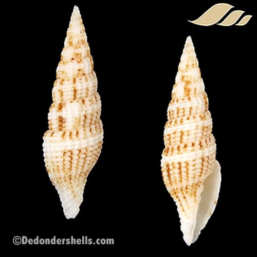 Vexillum takakuwai 1