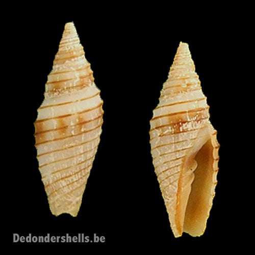 Subcancilla erythrogramma 3