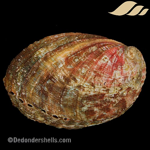 Haliotis tuberculata 42