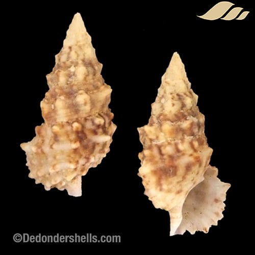 Cerithium echinatum 7