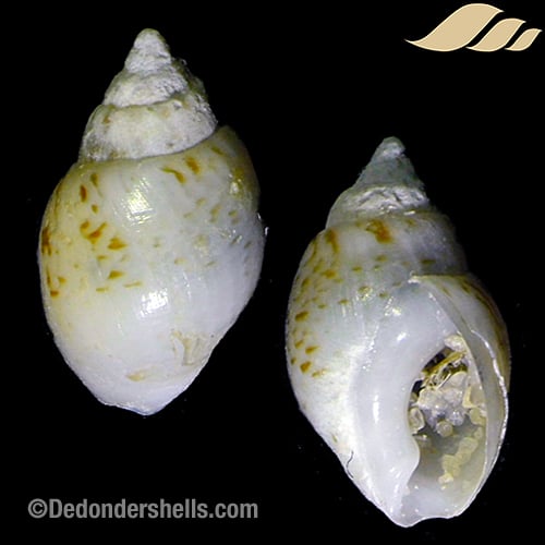 Nassarius pfeifferi 2