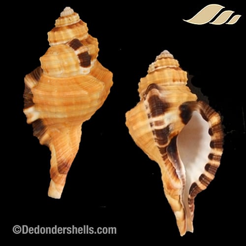 Lotoria grandimaculata 3