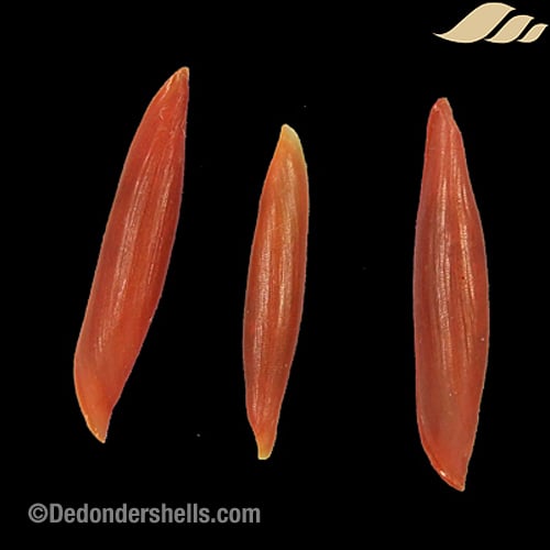 Aclyvolva lanceolata 2