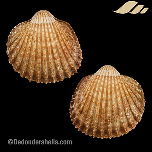 Acanthocardia tuberculata 1