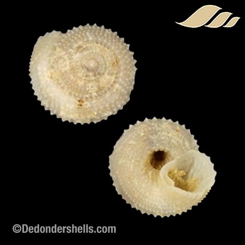 Calliotropis calcarata 10